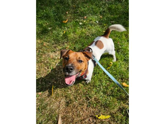 Jack Russell Terrier Image