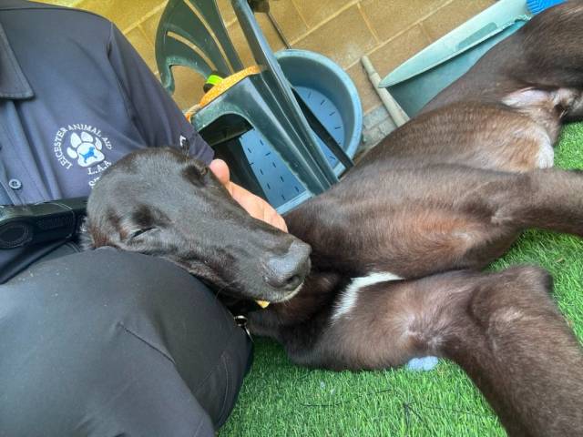 Greyhound Image