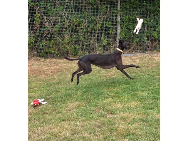 Greyhound Image