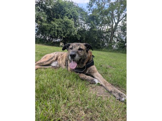 Other / Mixed Breed Image