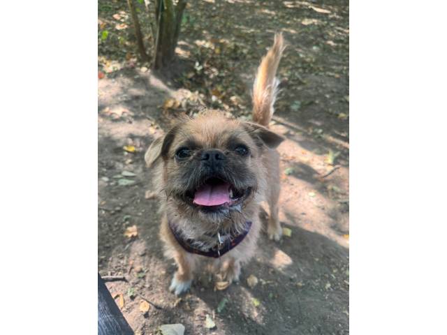 Pug Image