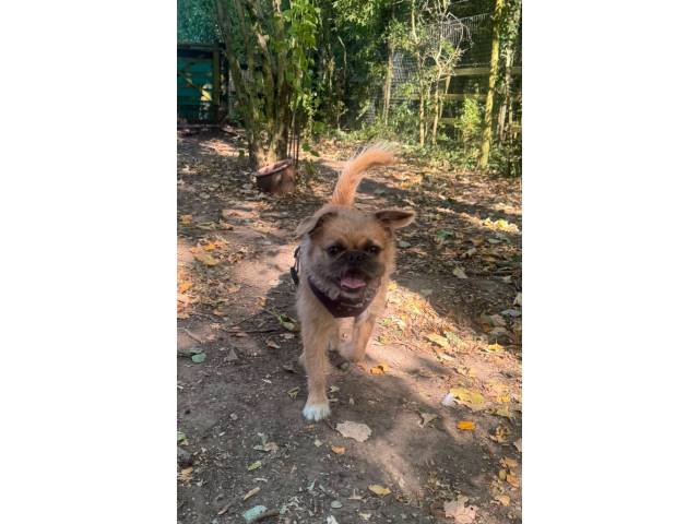 Pug Image
