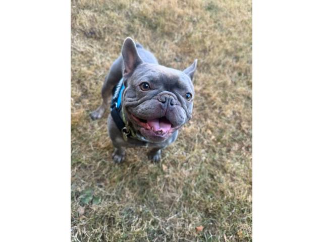 French Bulldog Image