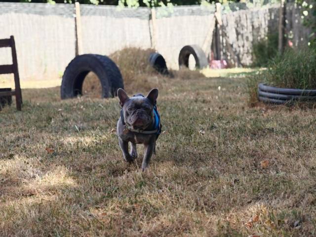 French Bulldog Image