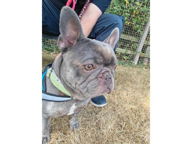 French Bulldog Image