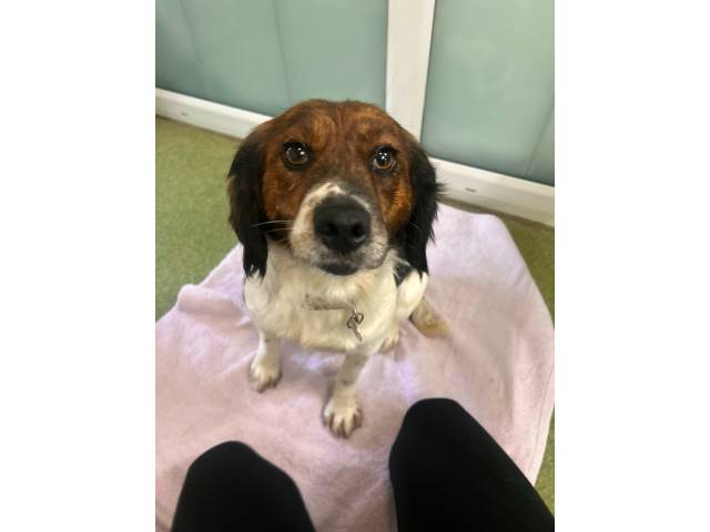 Other / Mixed Breed Image