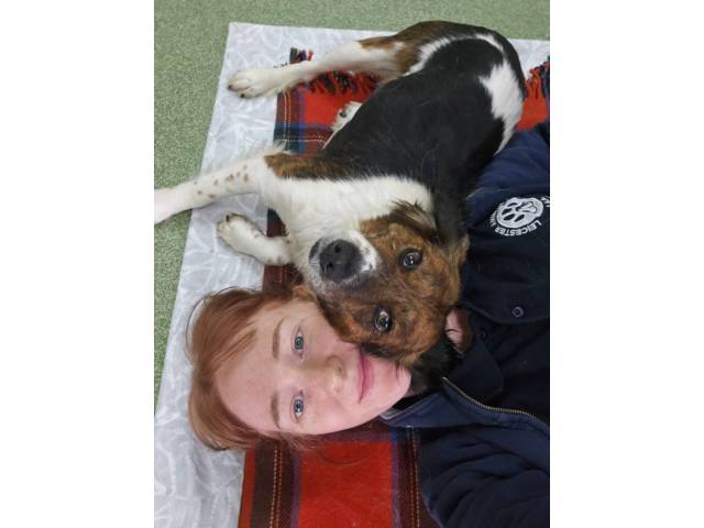 Other / Mixed Breed Image