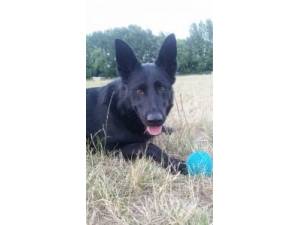 OBIE - Male German Shepherd Dog Photo