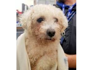 Vespa - Male Bichon Frise Cross Photo