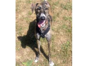 Audrey - Female Lurcher Photo