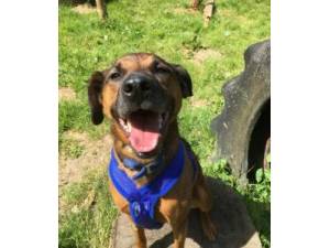 Fudge - Male Crossbreed Photo