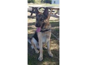 REX - Male German Shepherd Dog Photo