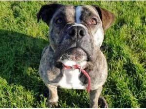Navigation - Old English Bulldog Photo