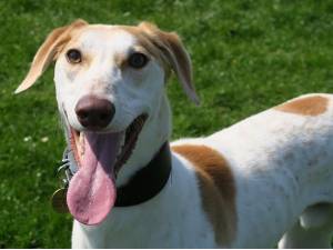 Chase - Male Lurcher Type Photo