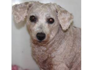 Rosa - Female Bichon Frise Photo