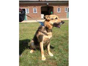 TEDDY - Male German Shepherd Dog Photo