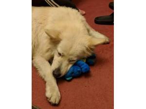 Tara - Female German Shepherd Dog Photo