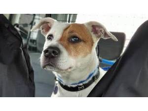 Bowie - female Staffy crossbreed Photo