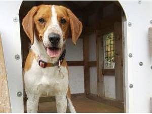 Navigation - Beagle
crossbreed Photo
