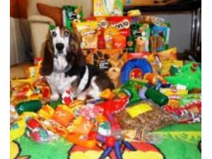Dogs Toys Needed Urgently - None Photo