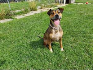 Cookie - Female Mixed Breed Photo