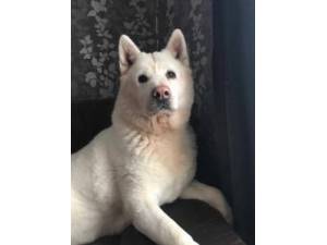 Star - Female Akita Photo