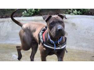 STRYDE - Male Shar-pei Photo