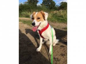 Mya - Female Dogs Photo