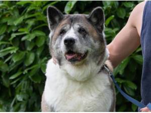 Navigation - American Akita Photo