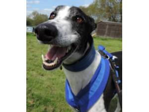 Rafiki - Male Greyhound Photo