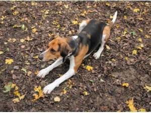 Navigation - Foxhound Photo