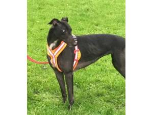 Flame - Female Greyhound Photo