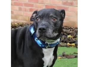 Bruno - Male Staffordshire Bull Terrier Photo