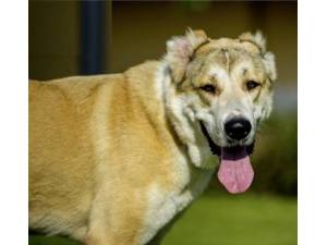 Zoe - Female German Shepherd Dog Photo