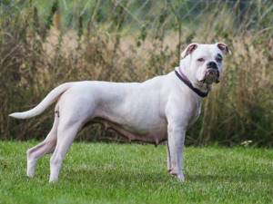 Mildred - Female Bulldog Mix Photo