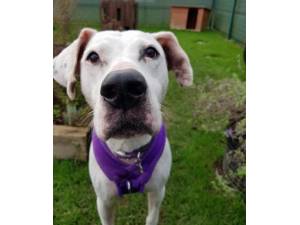 Buttons - Female American Bulldog Cross Photo