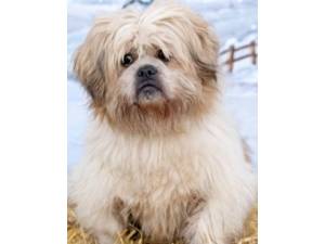 Ted - Male Shih Tzu Photo