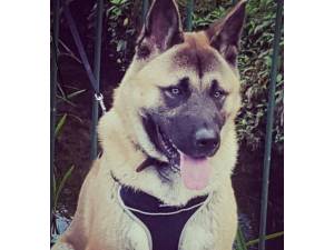 Vinnie - Male Akita Photo