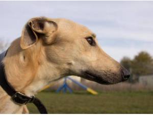 Navigation - Lurcher Photo