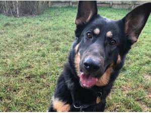 Navigation - German Shepherd Photo