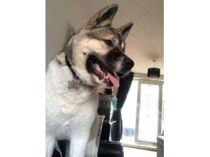 Amber *reserved* - Female Akita Photo