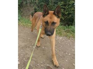 Cesar - Male German Shepherd Dog Photo