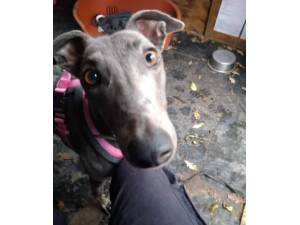 Blue - Female Greyhound Photo