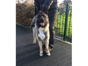 Chance - Male Akita Photo