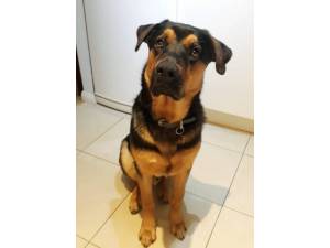 Ted - Male German Shepherd Dog Photo