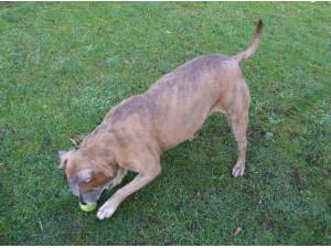 Navigation - Staffordshire Bull Terrier Photo