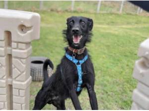 Navigation - Lurcher
crossbreed Photo