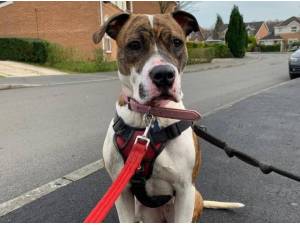 Navigation - American Bulldog Photo
