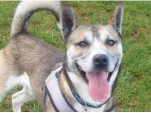 Navigation - Husky (Siberian) Photo