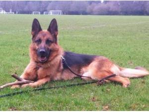 Navigation - German Shepherd Photo